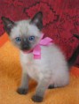 /album/fotogalerie-vorherige-kitten/nikita-6-wochen-jpg/